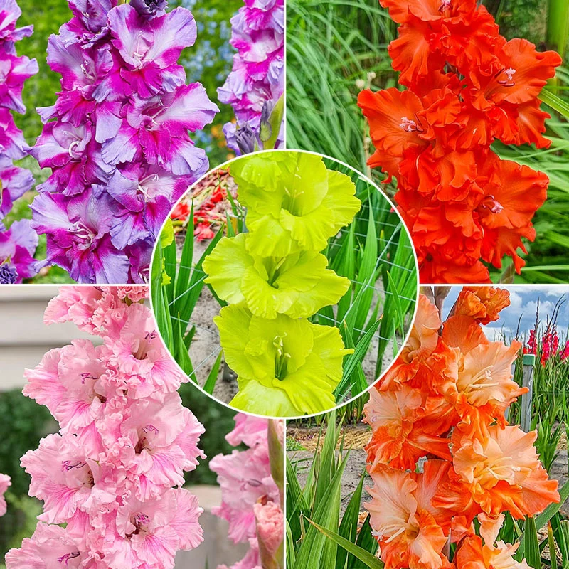 Flamenco Gladiolus Collection