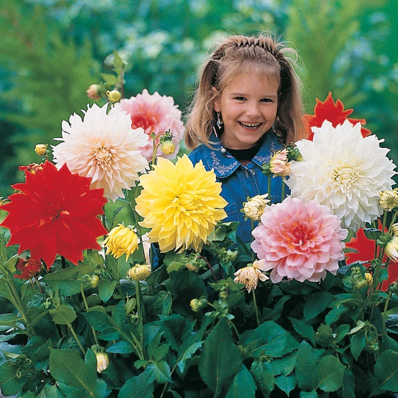 Dinnerplate Dahlia Mixture