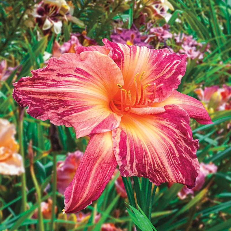 Pink Stripes Reblooming Daylily 1 1323-pink-stripes-reblooming-daylily-1.webp