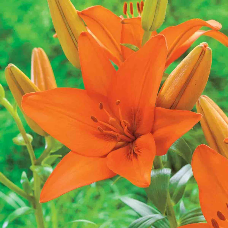Orange Ton Lily