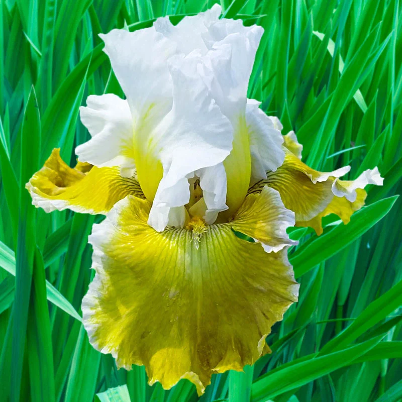 Going Green Bearded Iris