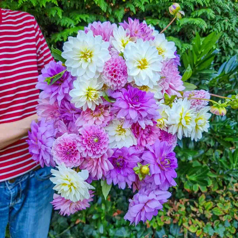 1330-elegant-ensemble-dahlia-mixture-1.webp