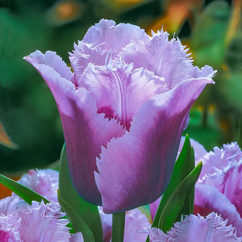 Blue Heron Tulip 1 1338-blue-heron-tulip-1.webp