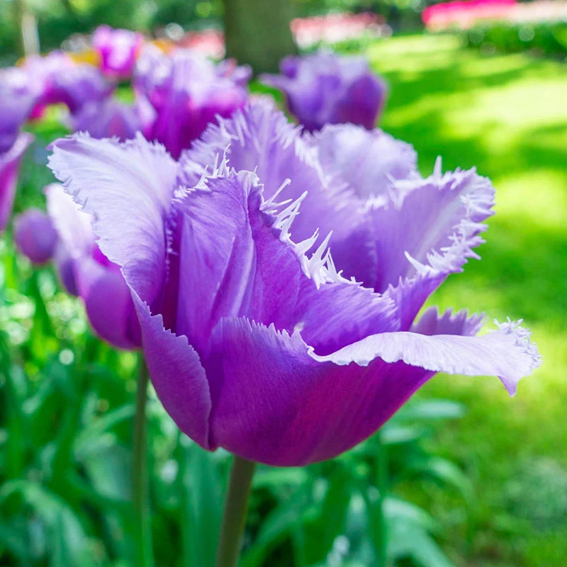 1338-blue-heron-tulip-1.webp