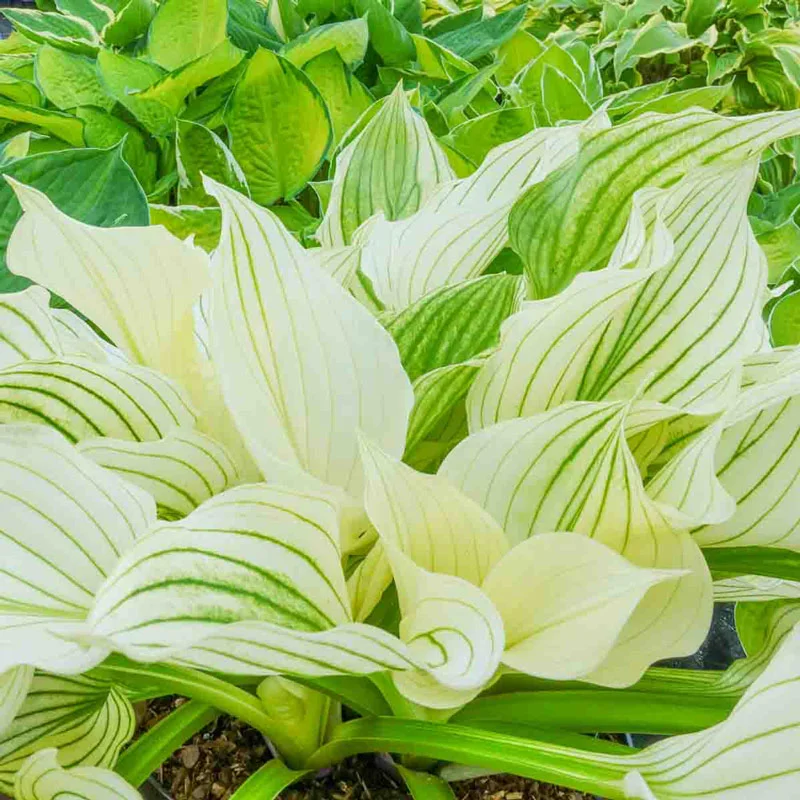 Improved White Featherâ¢ Hosta