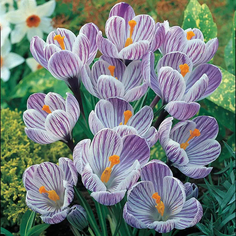 1345-pickwick-giant-dutch-crocus-1.webp