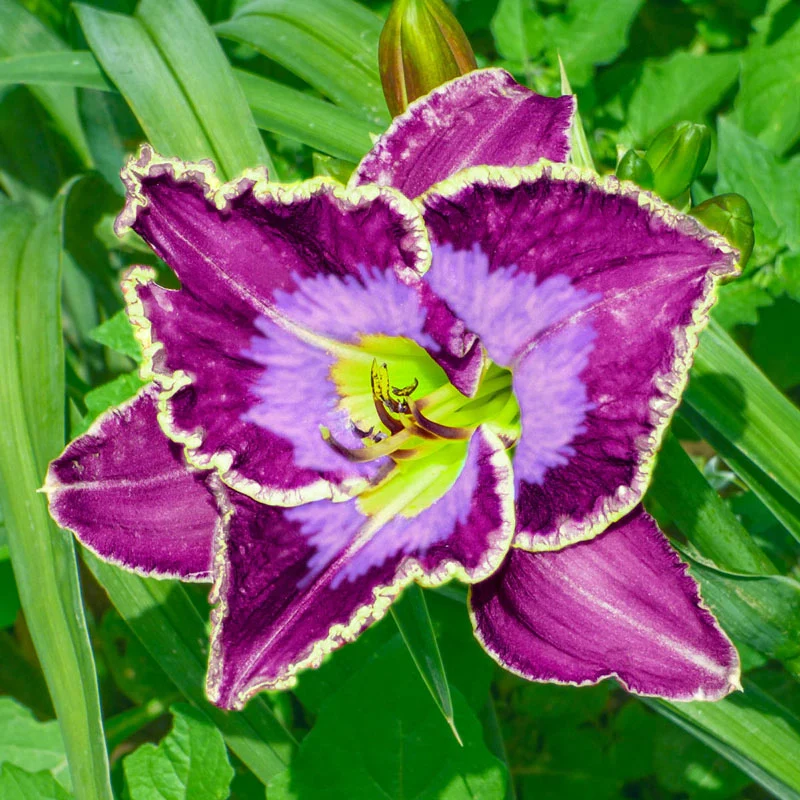 Perfect Storm Daylily 1 1346-perfect-storm-daylily-1.webp