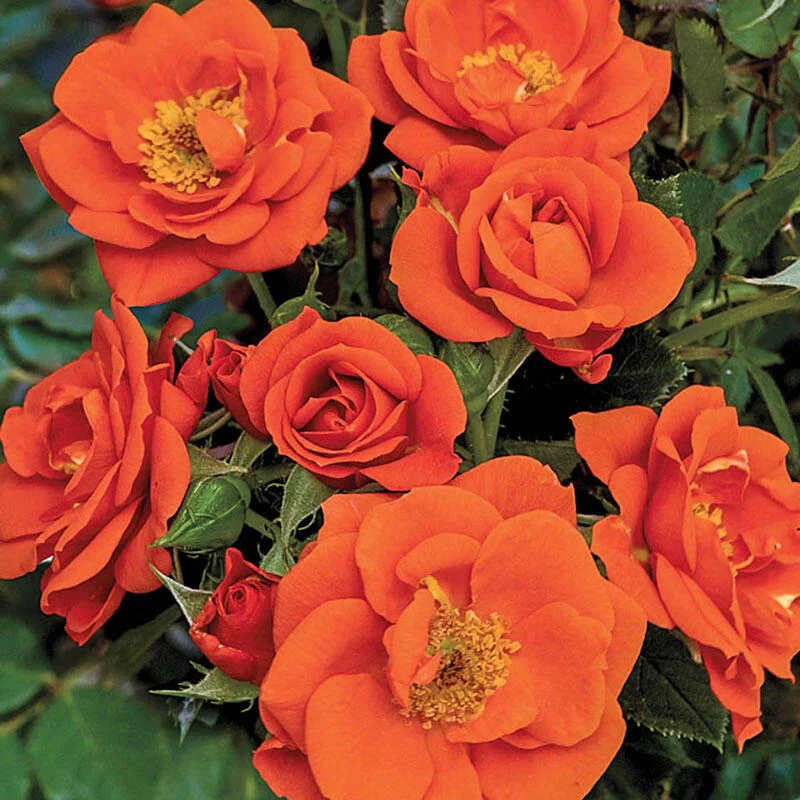 All a'Twitterâ¢  Miniature Rose