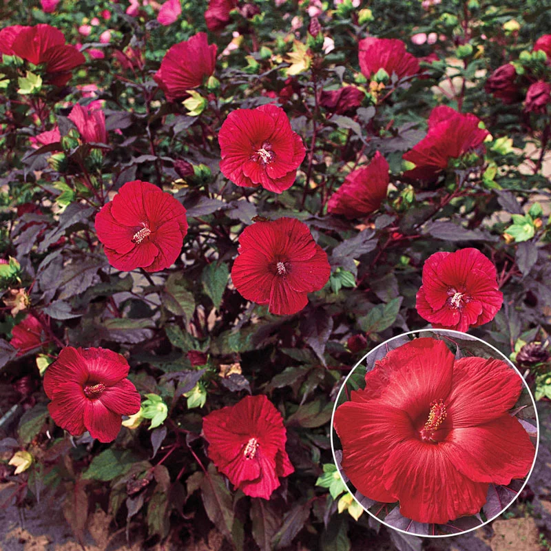 1349-midnight-marvel-hibiscus-1.webp