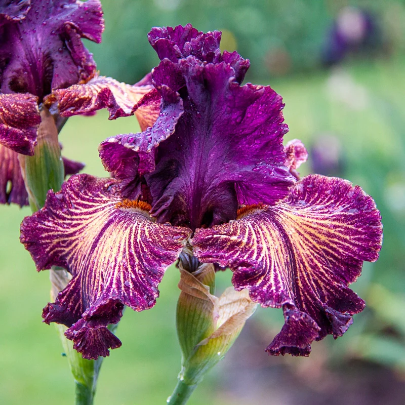 1351-drama-queen-bearded-iris-1.webp