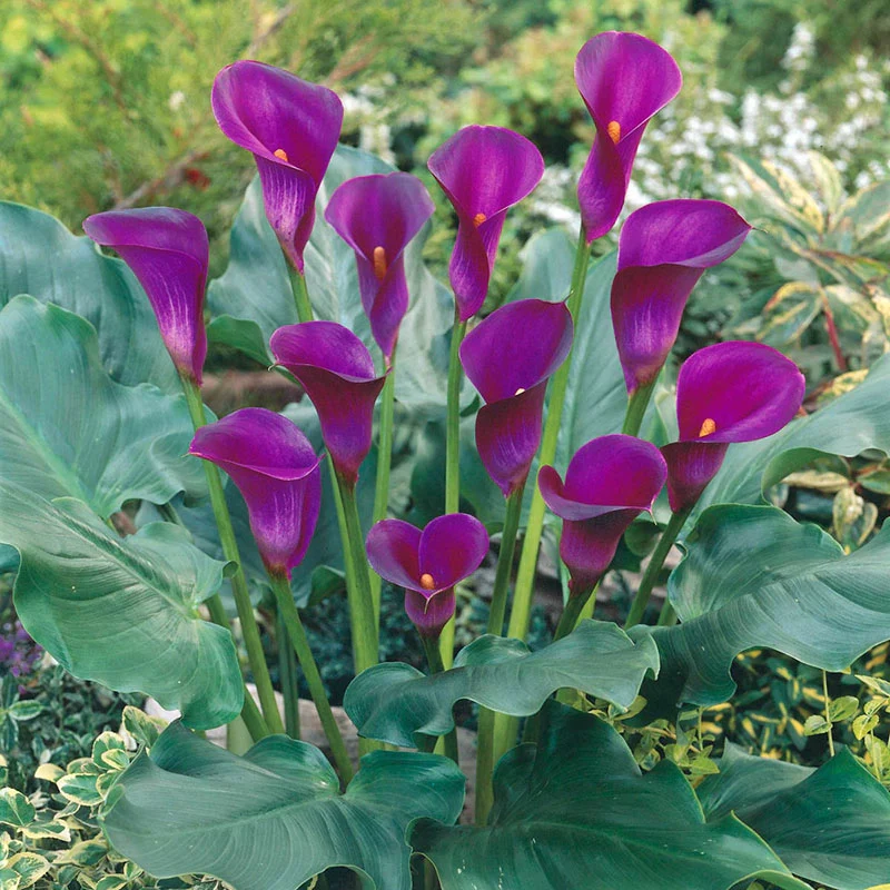 Rio Calla Lily
