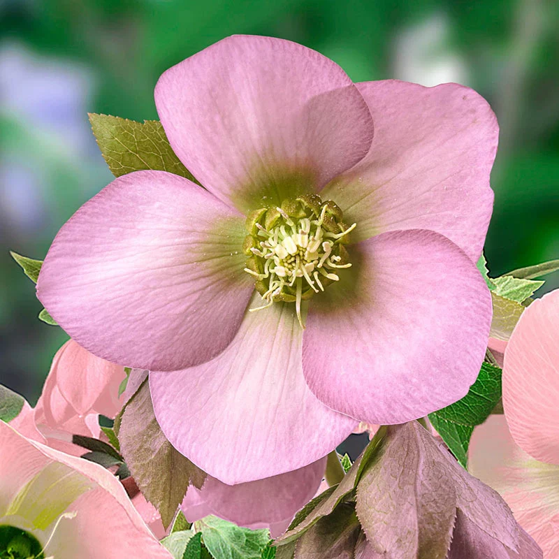Morning Chill Hellebore