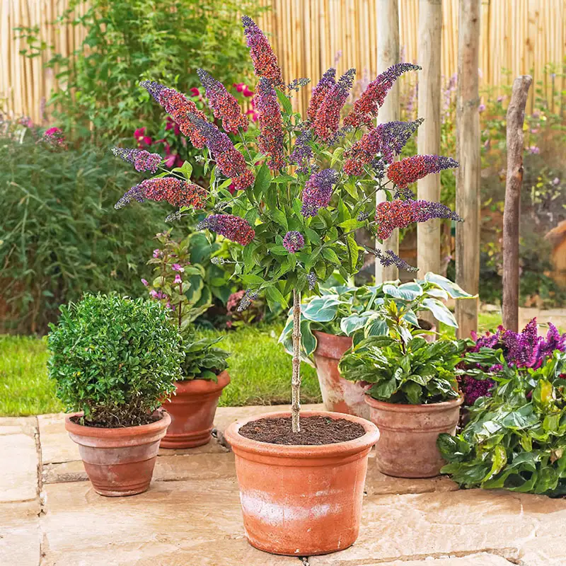 Kaleidoscope Butterfly Bush 1 1362-kaleidoscope-butterfly-bush-1.webp