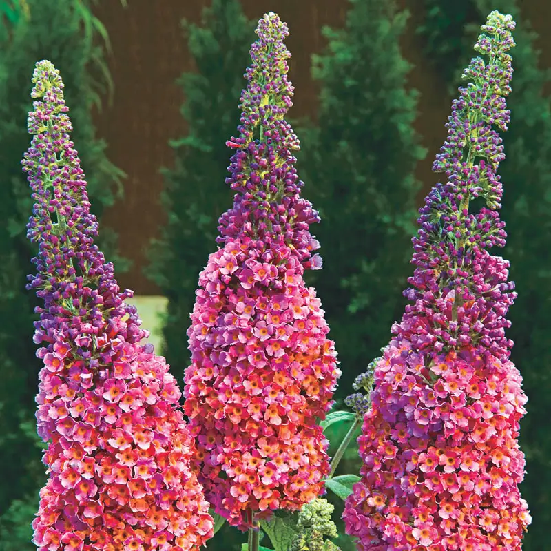 1362-kaleidoscope-butterfly-bush-1.webp