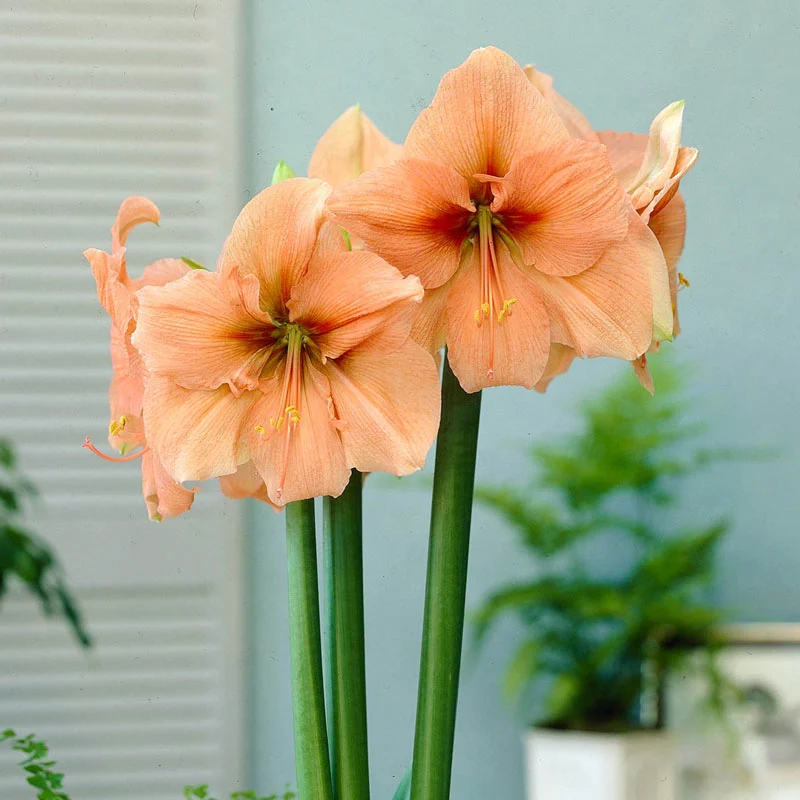Rilona Amaryllis Bulb