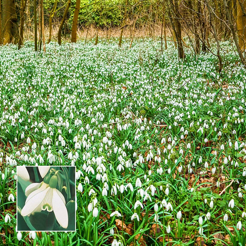 1372-naturalizing-bulb-lawn-collection-1.webp