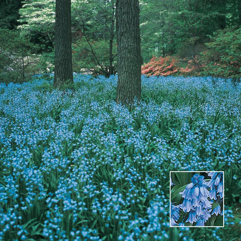 1372-naturalizing-bulb-lawn-collection-1.webp