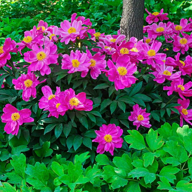 Breck'sÂ® Wild Lactiflora Peony
