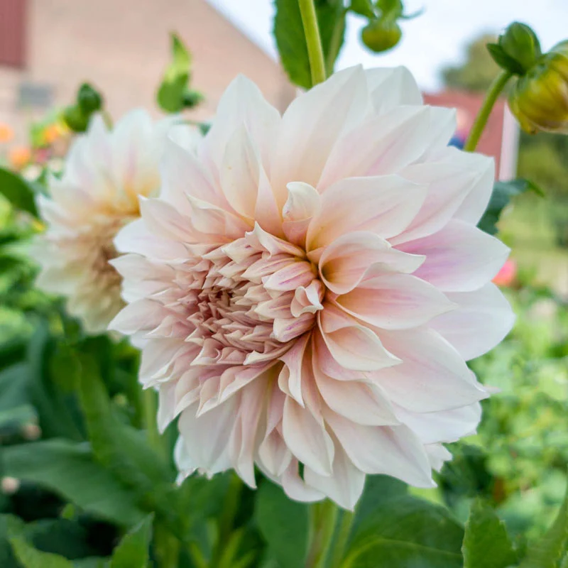 1374-caf-au-lait-dahlia-1.webp