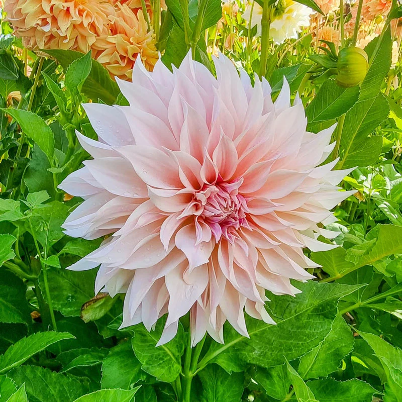 1374-caf-au-lait-dahlia-1.webp