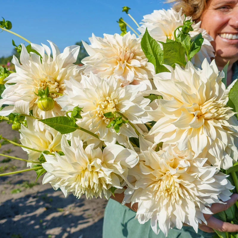1374-caf-au-lait-dahlia-1.webp