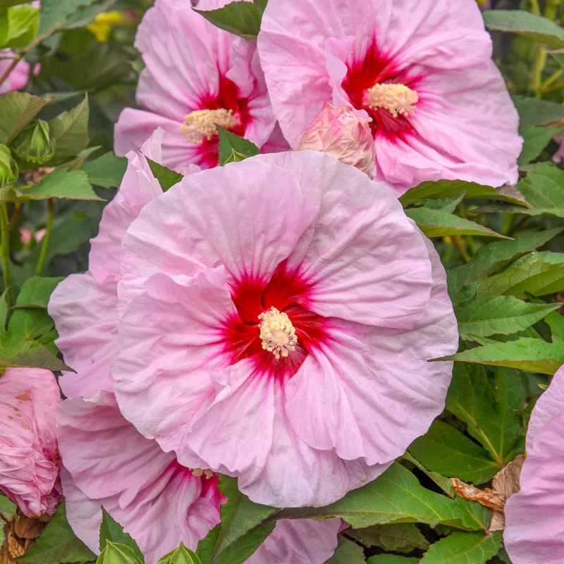 All Eyes On Me Hibiscus
