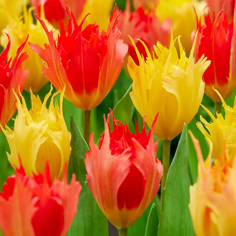 Edge of Enchantment Tulip Mixture