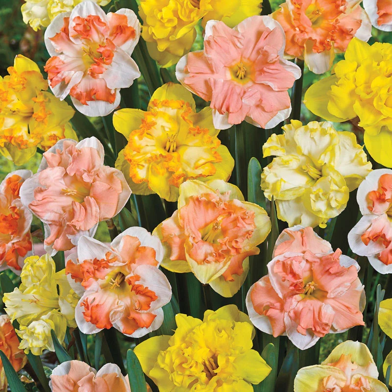 Butterfly Daffodil Mixture