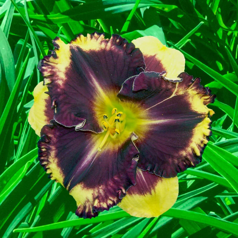 Deep Trance Reblooming Daylily