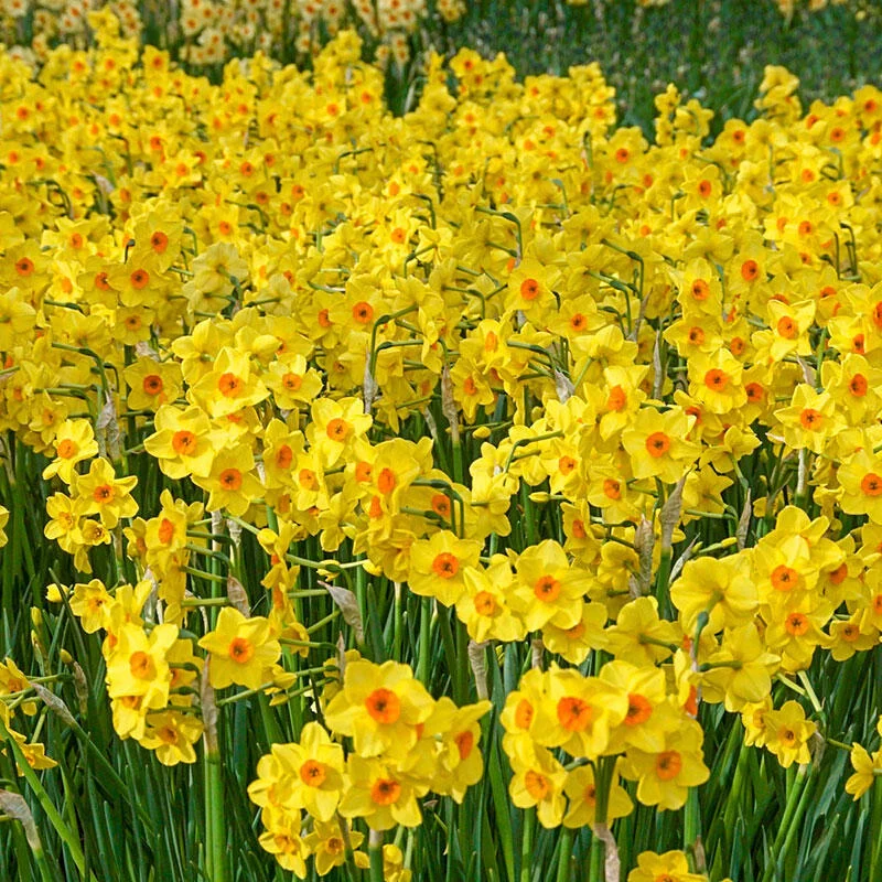 1391-golden-dawn-daffodil-1.webp