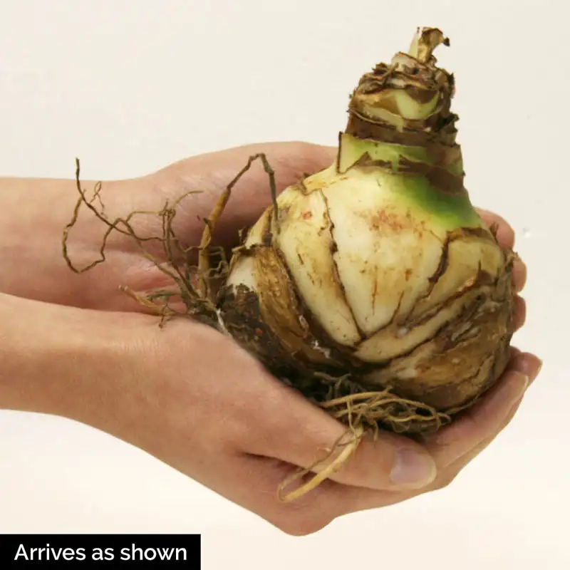 1392-double-king-amaryllis-bulb-1.webp