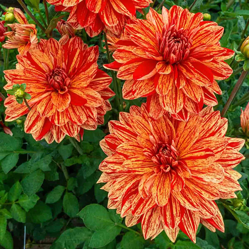 Neo Dahlia