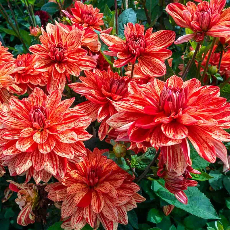 Neo Dahlia