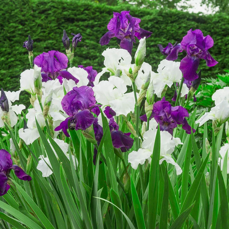 1398-ebony-ivory-bearded-iris-duet-1.webp