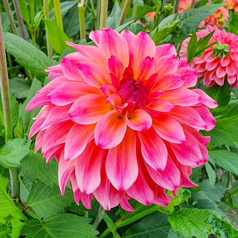 14-belfloor-dahlia-1.webp