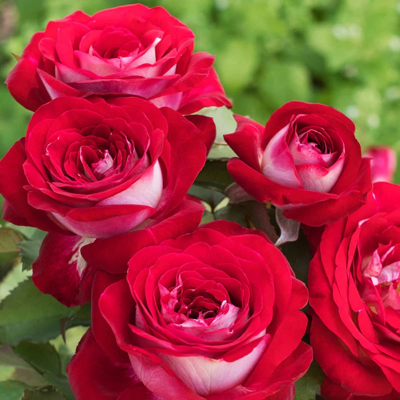 Love At First Sightâ¢ Hybrid Tea Rose