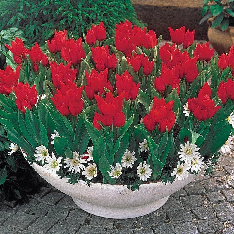 Firespray⢠Tulip