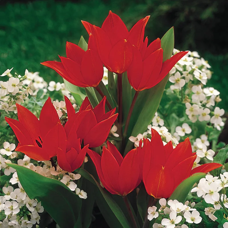 1402-firespray-tulip-1.webp