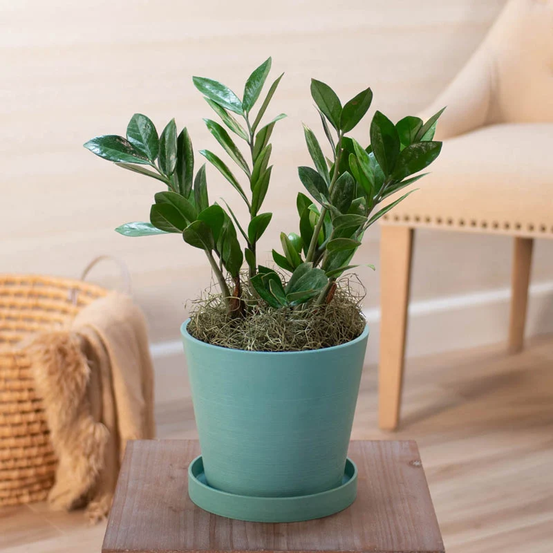 1405-zz-plant-1.webp