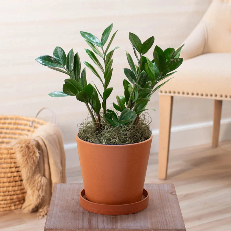 1405-zz-plant-1.webp