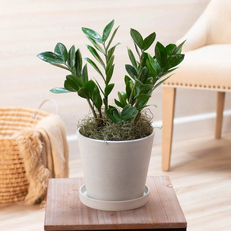 1405-zz-plant-1.webp