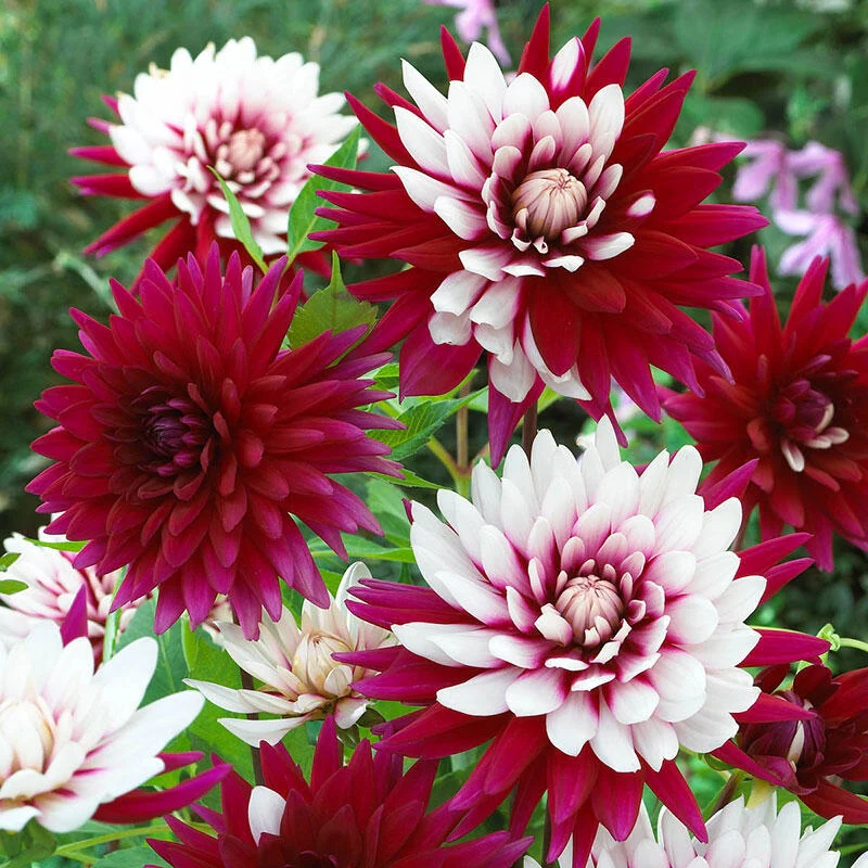 Rebecca's World Dahlia