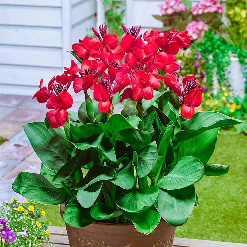 Happy CarmenÂ® Canna