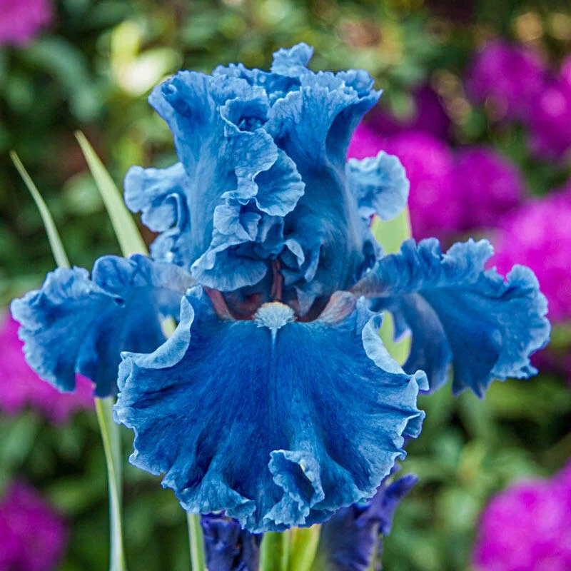 Bubbling Waves Ruffled Iris 1 1409-bubbling-waves-ruffled-iris-1.webp