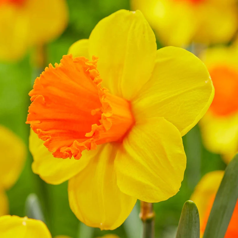 Dunstan's Fire Daffodil 1 1410-dunstan-s-fire-daffodil-1.webp