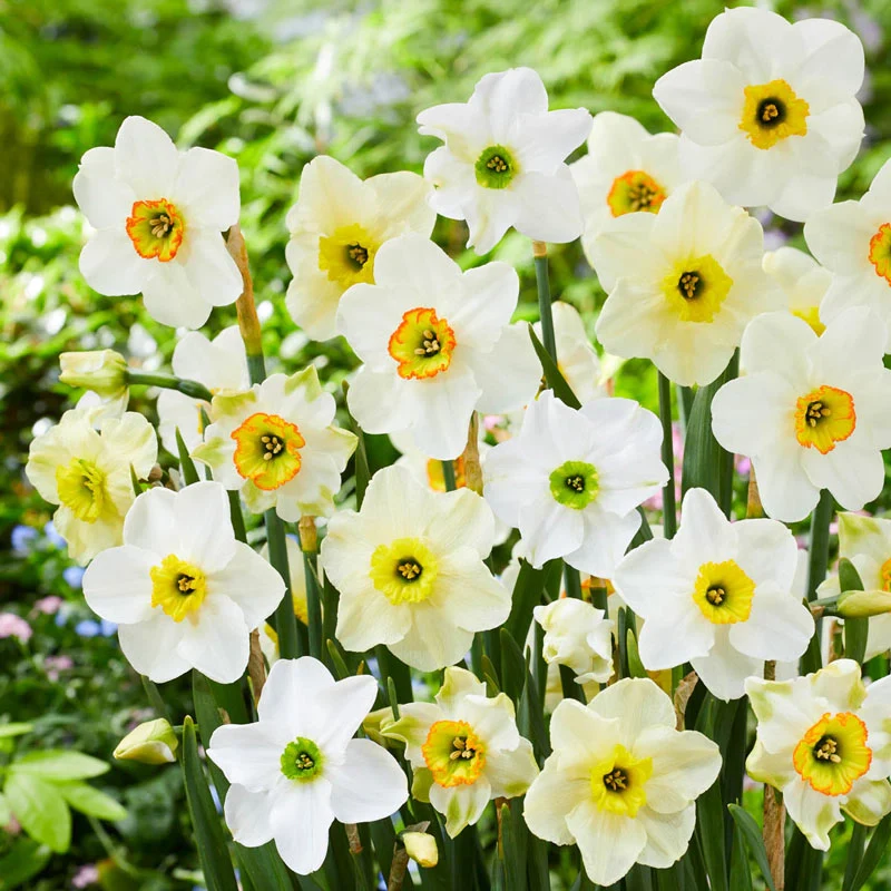 Green Daffodil Mixture 1 1412-green-daffodil-mixture-1.webp
