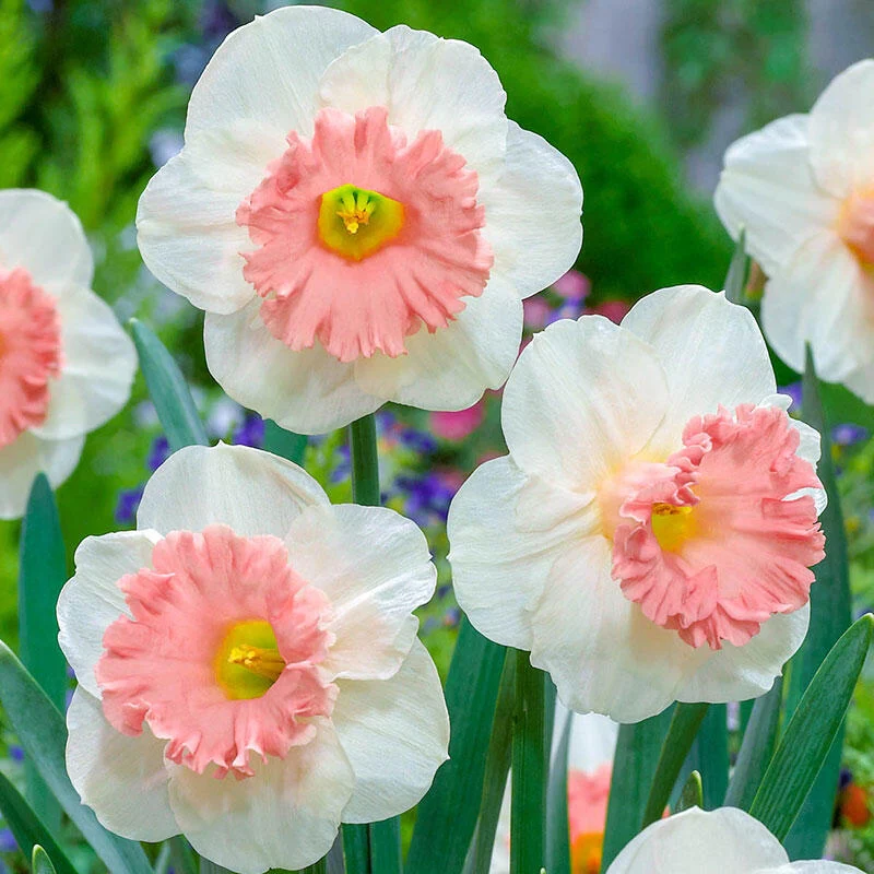 Pink Parasol Daffodil