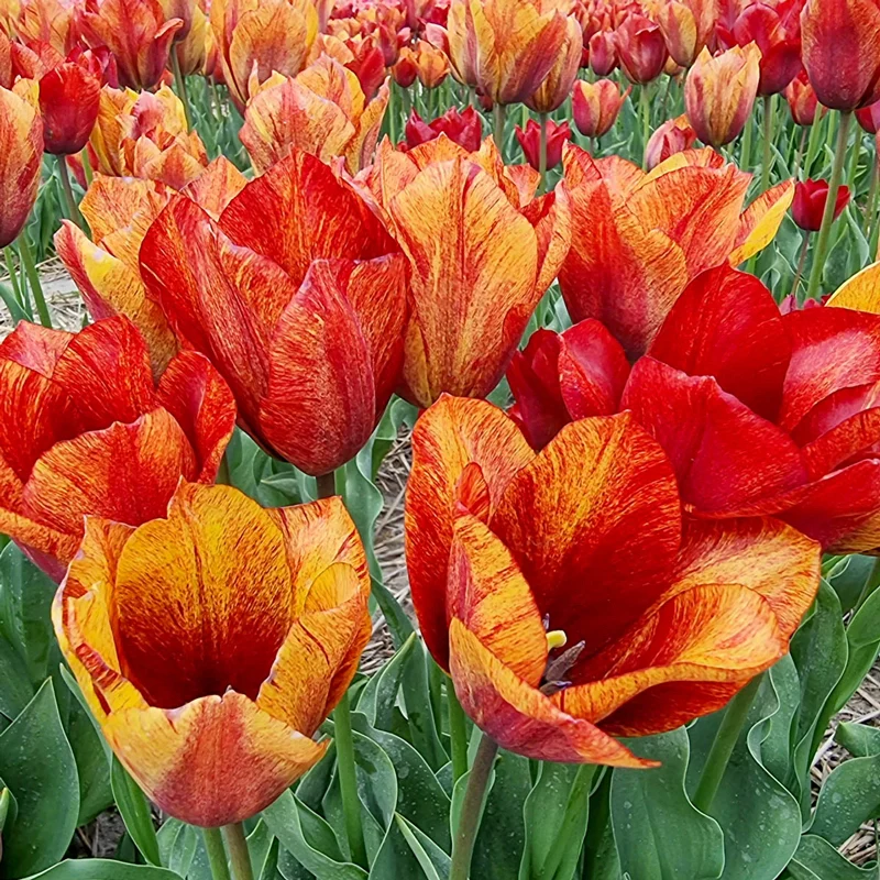 Jack Flashâ¢  Tulip