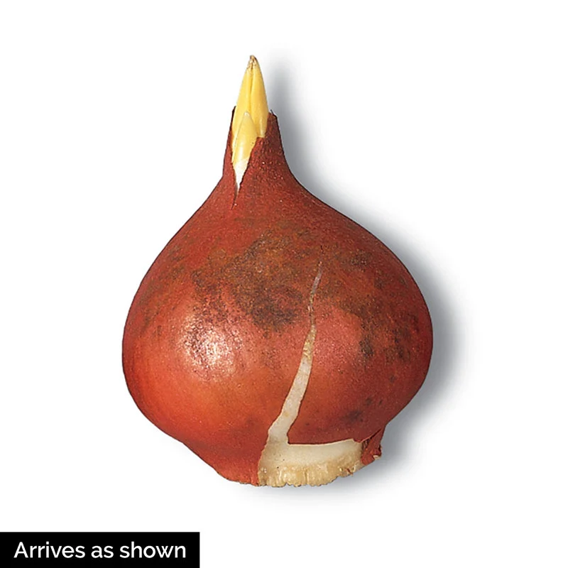 1414-jack-flash-tulip-1.webp