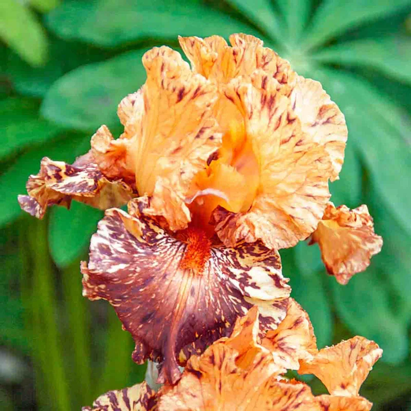 1415-cheetah-cheese-bearded-iris-1.webp